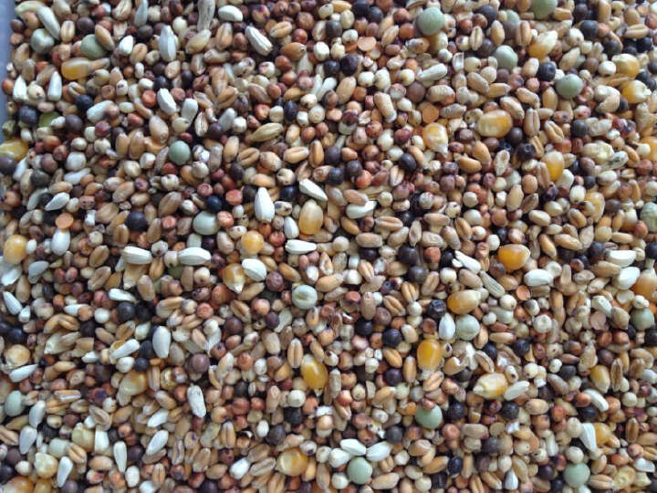 SPINNE Rassetaubenfutter Optimal